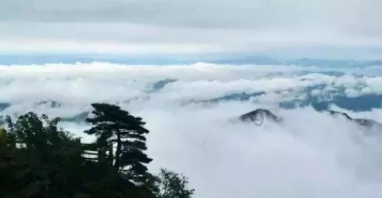 虫虫助手下载